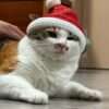 Коледна шапка за котка