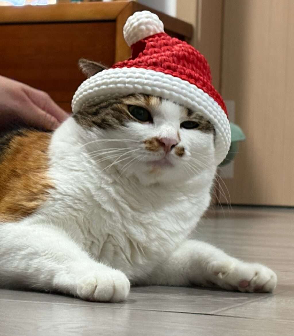 Коледна шапка за котка