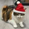 Коледна шапка за котка